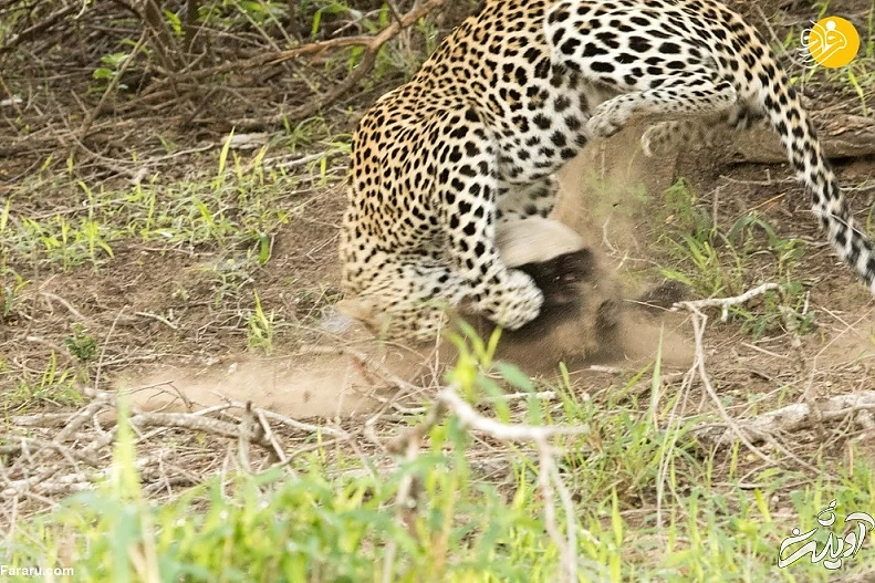 (ویدئو) حمله وحشتناک گورکن عسلخوار به پلنگ